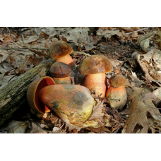 Мицелий Дубовика крапчатого (Boletus erythropus)